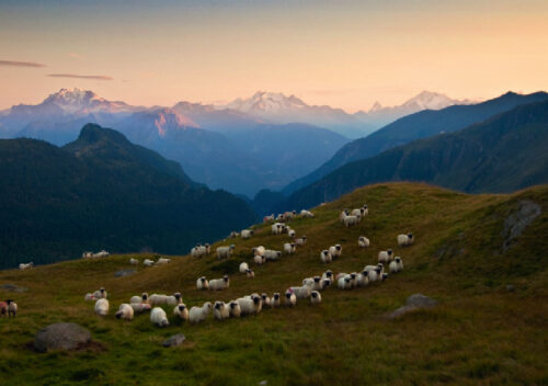 Heimkehr der Schafe Herde Bergpanorama